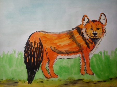 Красный волк рисунок