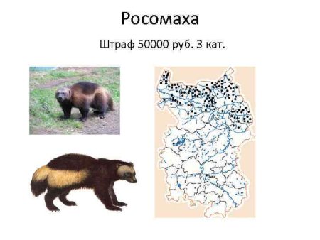 Млекопитающие Омской области