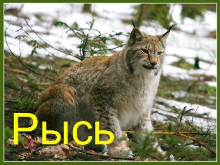 Рысь и Соболь