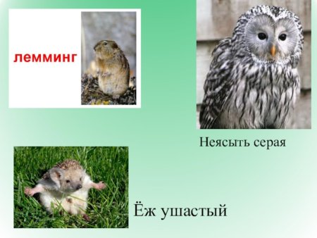 Растения и животные красной книги Омской области