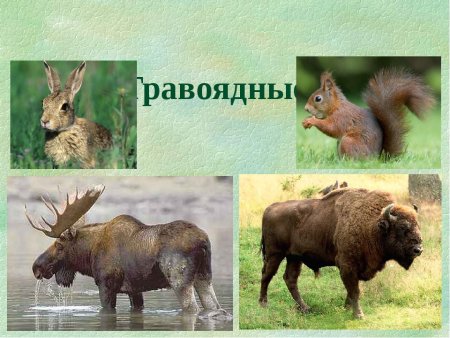 Хищные и травоядные животные леса