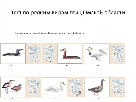 Исчезающий вид птиц в Омской области