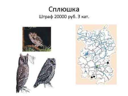 Птицы Омской области занесенные в красную книгу