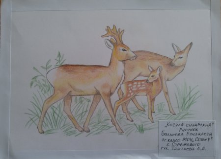 Косуля карандашом