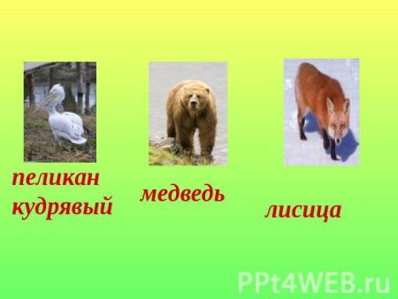 Растения и животные Омской области