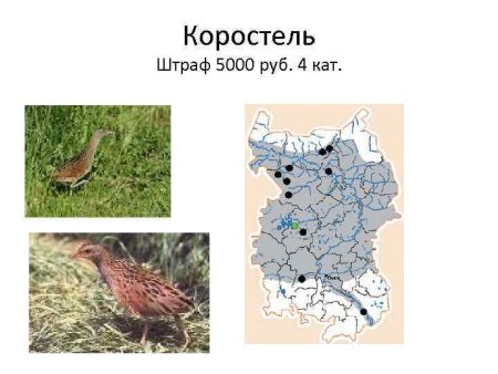 Птицы Омской области занесенные в красную