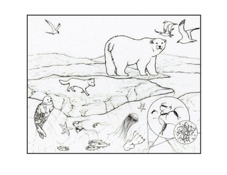 Животные Арктики раскраска