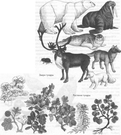 Рисунки животных и растений