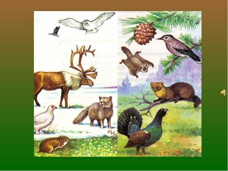 Животный мир Красноярского края