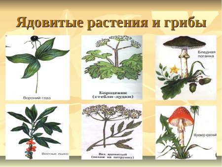 Ядовитые растения и грибы