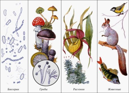 Животные растения грибы