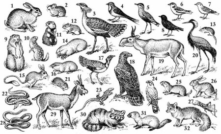 Рисунки животных степи