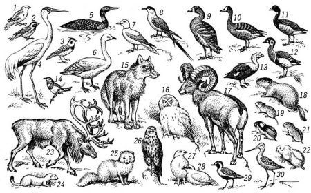 Представители фауны тундры