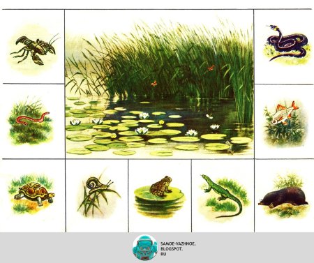 Обитатели водоемов для дошкольников