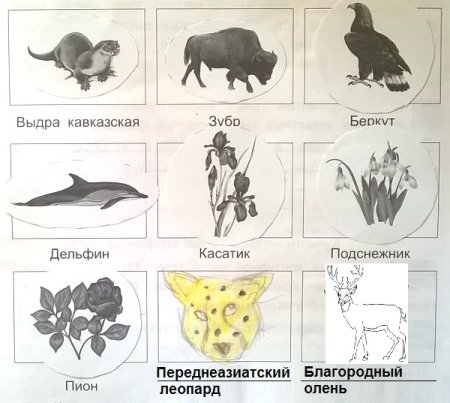 Редкие растения и животные рисунки