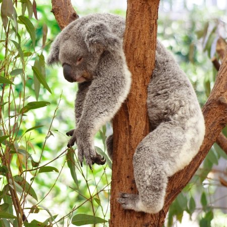 Коала и Ленивец
