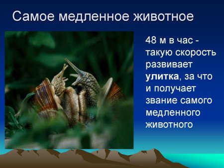 Самое медленное животное