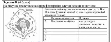 Электронная микрофотография животной клетки названия структур