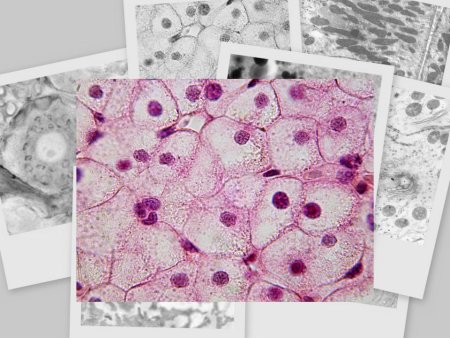 Клетки печень акцолотки