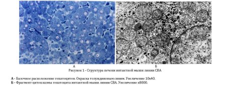 Гепатоциты микрофотография