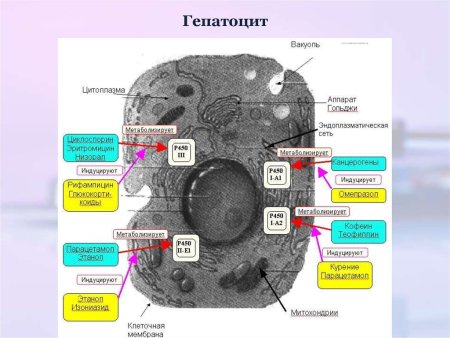 Гепатоциты печени строение