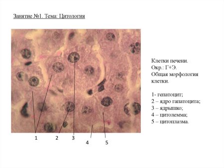 Общая морфология клеток человека клетки печени