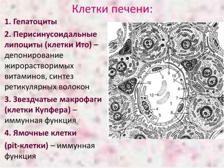 Клетки Купфера гепатоцитов гистология