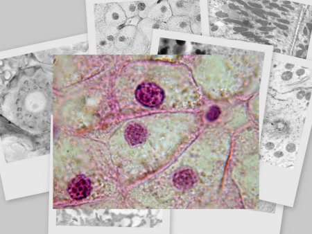 Печень аксолотля окраска гематоксилин-эозином