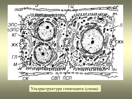 Строение гепатоцитов гистология