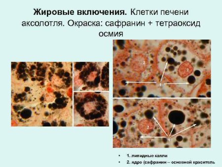 Включения липидов печень аксолотля