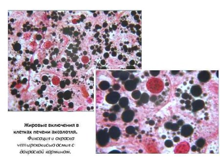 Включения жира в клетках печени аксолотля