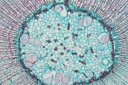 Клетка микропрепарат ветка липы