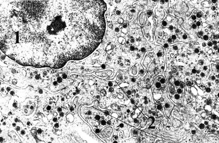 Мегакариоцит микрофотография