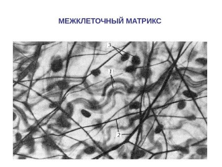 Межклеточный Матрикс соединительной ткани