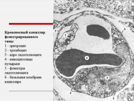 Эндотелиоцит гистология