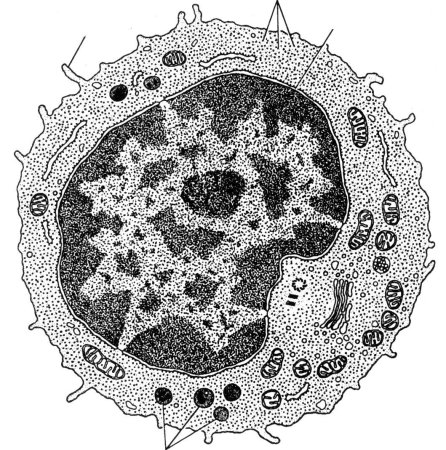 Лимфоцит Электронограмма