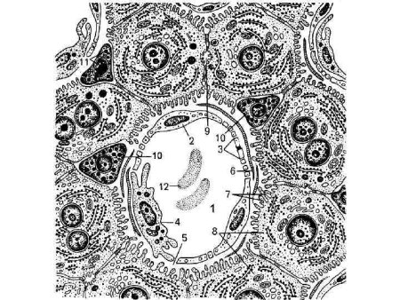Клетки синусоидного капилляра печени