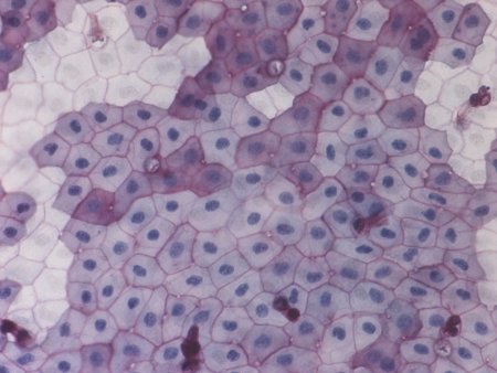 Микропрепарат однослойный эпителий