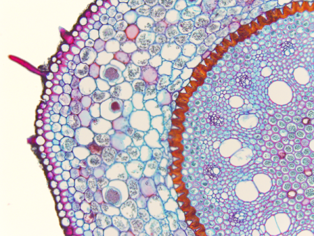 Поперечный срез корня под микроскопом