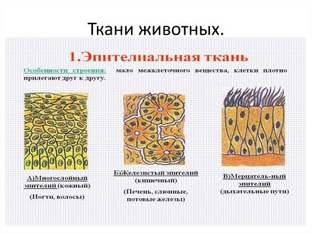 Особенности строения тканей животных