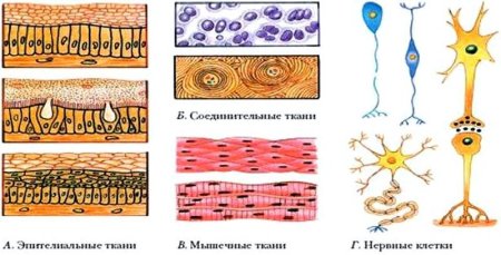 Эпителиальная ткань соединительная ткань мышечная ткань