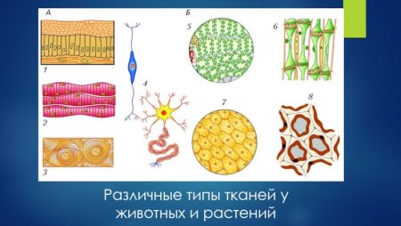 Ткани животных