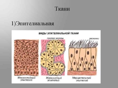 Строение эпителиальной клетки человека