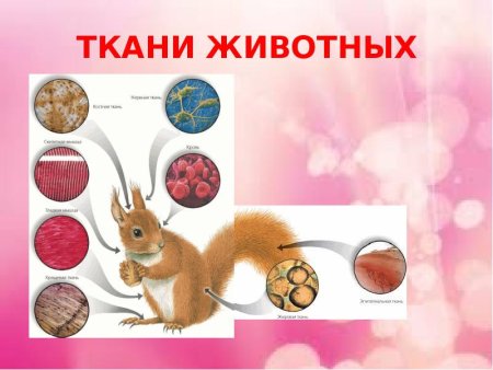 Виды тканей 4 в организме
