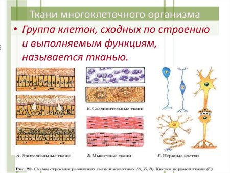 Виды эпителиальной ткани человека