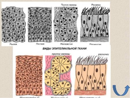 Эпителиальная ткань это в биологии
