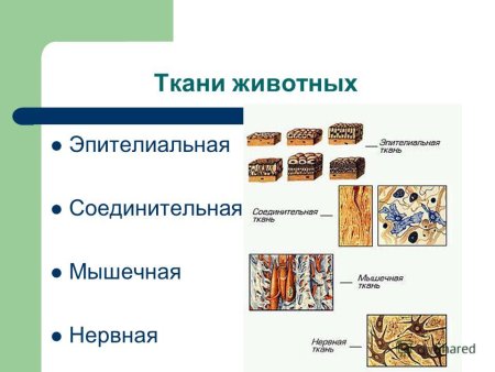Ткани животных