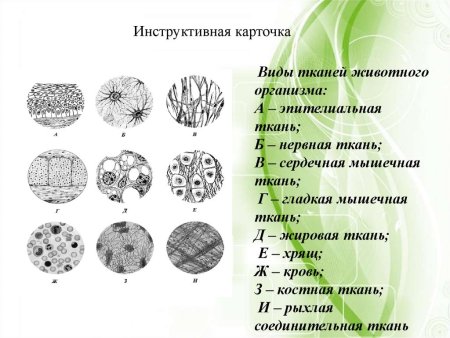 Ткани растений ткани животных 7 класс биология