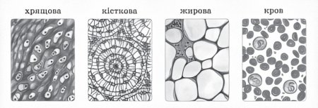 Биология 5 класс ткани животных и ткани растений