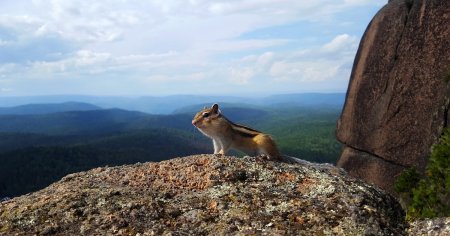 Столбы Красноярск фауна